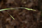 Slender woodland sedge